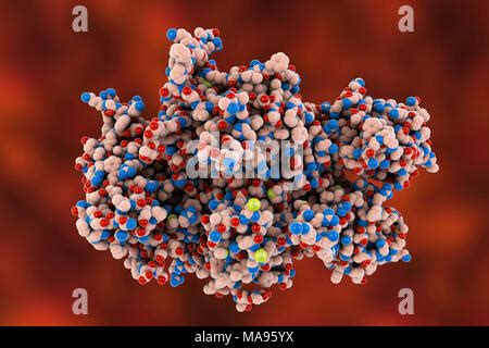 Blood clotting factor VIII, molecular model showing the secondary structure. Factor VIII, also ...