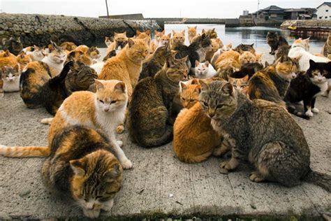 Visit To Aoshima Island - The Real Cat Heaven In Japan - Paws Planet