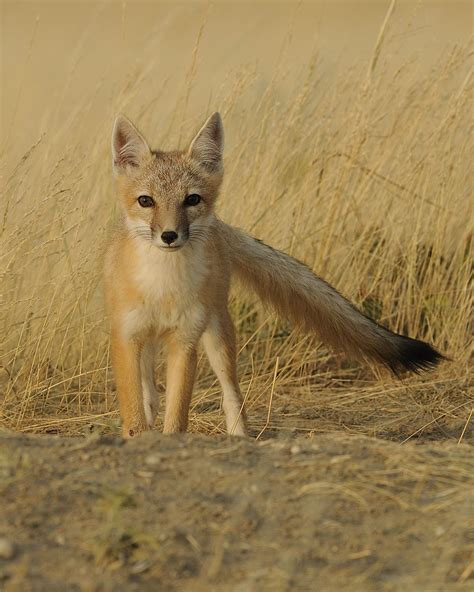 swift fox - Nature Alberta