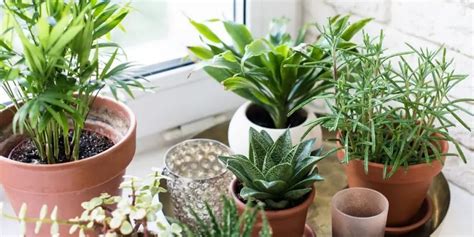 11 Easy Houseplants for Beginners - The Leafy Little Home