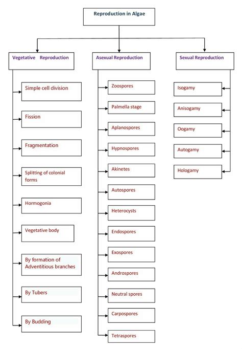 Reproduction in Algae