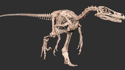 Velociraptor Skeleton | ubicaciondepersonas.cdmx.gob.mx