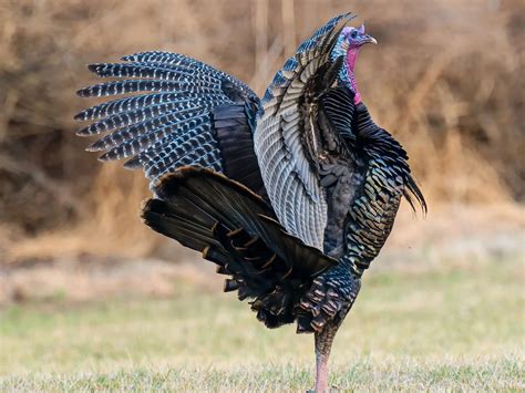 Can Wild Turkeys Fly? (Height, Speed, Distance + FAQs) | Birdfact