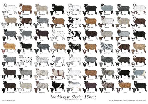 Colours & Markings | The Breed | Shetland Sheep Society