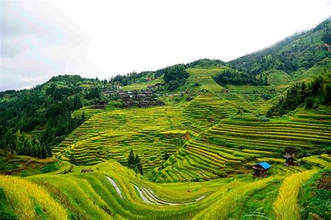 Aerial view of golden Jiabang rice terraces, Guizhou province[4]- Chinadaily.com.cn