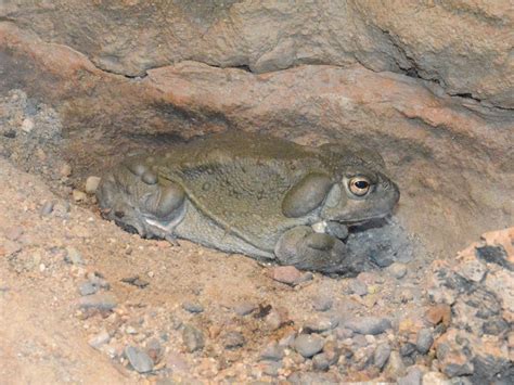 The Online Zoo - Sonoran Desert Toad