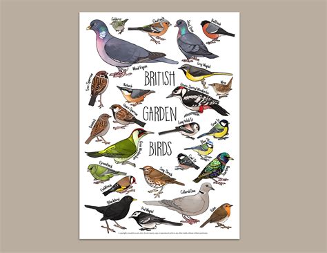 British Garden Birds Identification Chart