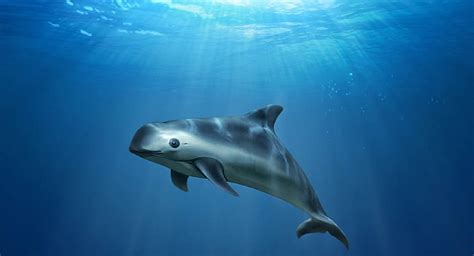 ¡Vaquita Marina casi extinta! No necesitamos sanciones del extranjero: AMLO - Dulce Patria