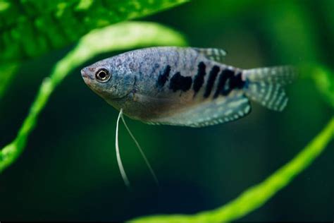 Opaline Gourami Care 101: Tank Mates, Tank Size, Feeding and Breeding