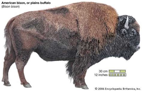 bison | Facts | Britannica.com