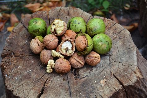 Quality organically grown walnuts are not produced with neglect but ...