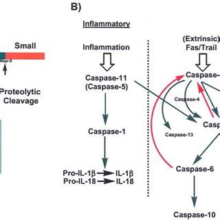 (PDF) Prospects for Caspase Inhibitors