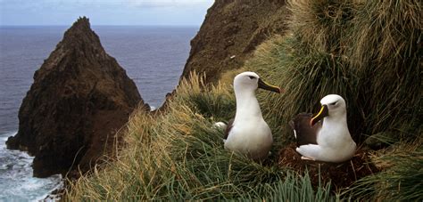 Amsterdam Albatross - World's Rarest Seabird