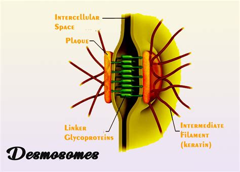 Desmosomes