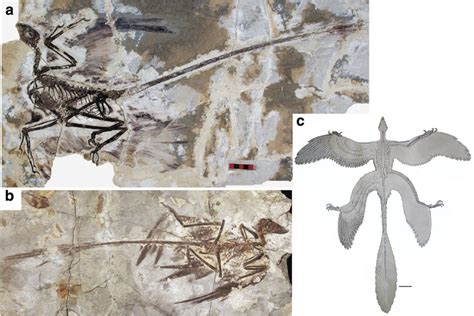 Microraptor fossil specimens used as the basis for model making ...