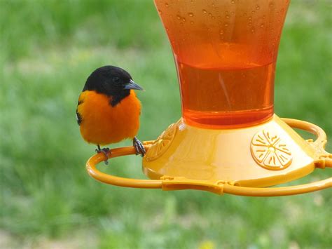 How to attract Baltimore orioles to your bird feeder - Farm and Dairy