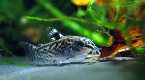 Top 10 Best bottom feeder fish foods - PetFoodBrands.net