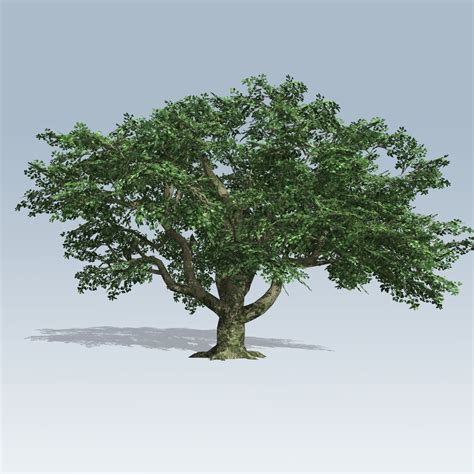 Big Leaf Maple (v7) – SpeedTree