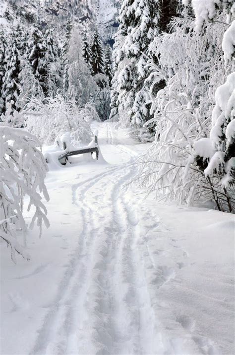 Winter Walk | Winter Stroll | Skov, Sne, Vinter