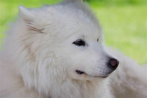 9 Awesome Russian Dog Breeds That Came From Russia