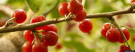 Eat The Enemy: How Eating Autumn Berries Can Help The Environment AND ...