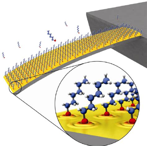 Artistic view of an alkanethiol self-assembled monolayer (SAM) on a... | Download Scientific Diagram