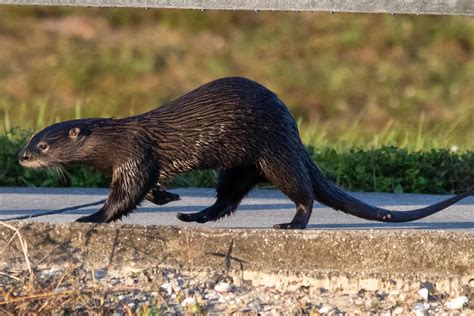 Please follow #iloveotters Took this a couple hours ago in south Florida. #otter #otters #cute # ...