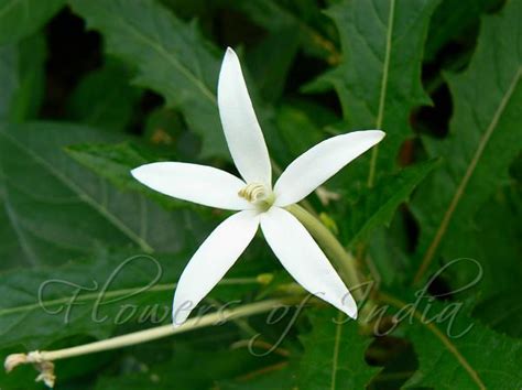 Hippobroma longiflora - Star of Bethlehem