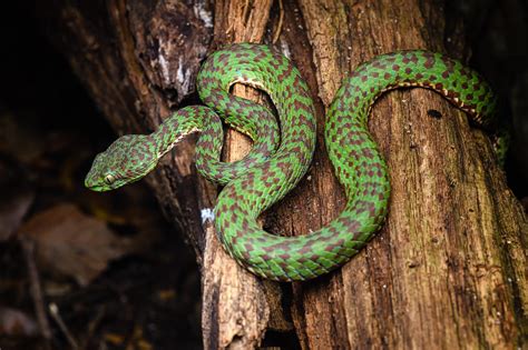 Beautiful pit viper (Trimeresurus venustus)