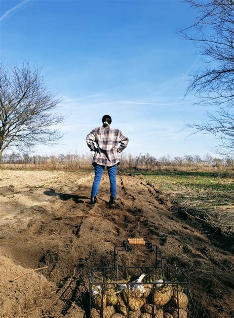 Potato Harvesting Tips - The Four Acre Farm