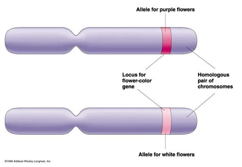 A Gene Locus Is Best Described as