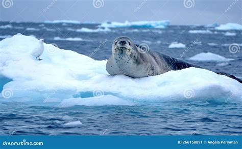 Leopard Seal and Bird on an Iceberg Stock Image - Image of leopard, snowy: 266158891