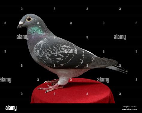 Racing pigeon hi-res stock photography and images - Alamy