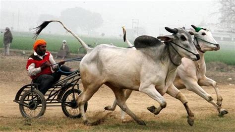 Punjab govt not against bullock-cart races at Kila Raipur, DC can allow: Sidhu - Hindustan Times