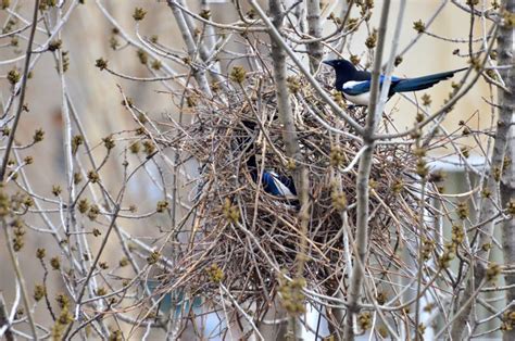 192 Nesting Magpie Stock Photos - Free & Royalty-Free Stock Photos from Dreamstime