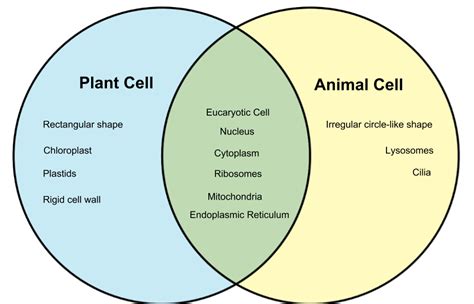 [DIAGRAM] Plant Cell Vs Animal Cell Venn Diagram - MYDIAGRAM.ONLINE