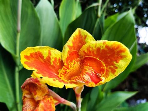 Premium Photo | Canna indica, commonly called indian shot, in bengali ...