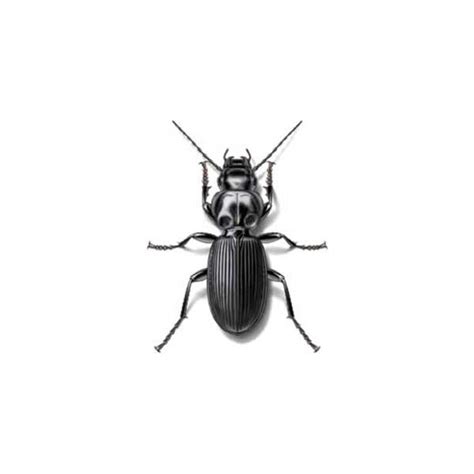 Ground Beetle Identification, Habits & Behavior | Leo's Pest Control