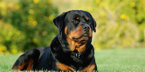 Rottweiler Training Guide: how to train a Rottweiler and overview