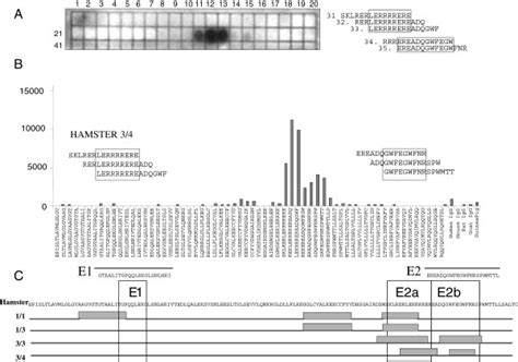 Epitope mapping of the immune sera using two different methods. (A)... | Download Scientific Diagram