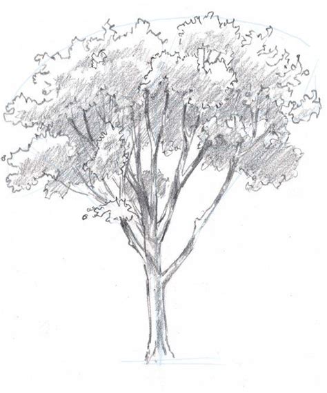 How to draw trees: Oaks | Bomen tekenen, Schetsen tekenen, Landschap tekeningen