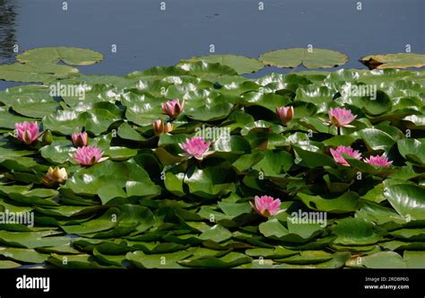 beautiful water lily garden in Keszthely castle.Hungary Stock Photo - Alamy