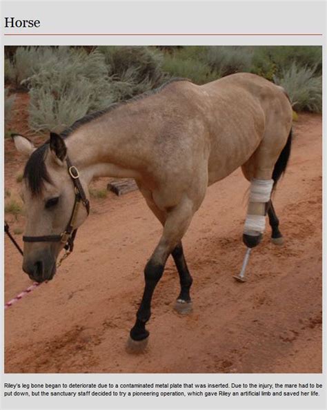 Animal Prosthetics (8 pics)