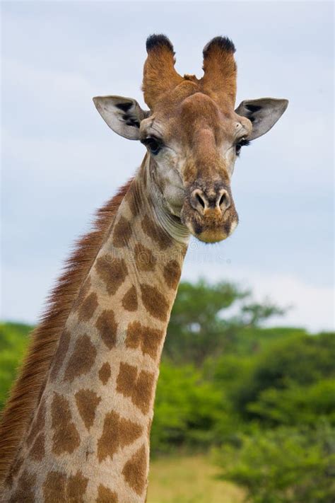 Giraffe head and neck stock photo. Image of funny, ruminant - 17876974