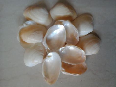 Natural Cowrie Shells For Jewelry Manufacturers,Art And Crafts And Interior Decor - Buy Cowry ...