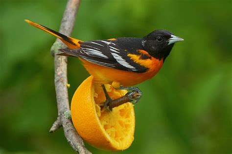 Surfbirds.com - Attracting Orioles