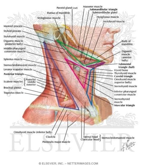 Neck Muscle Diagram - Head And Neck Anatomy Png Images Pngwing - Angas Dawas1951