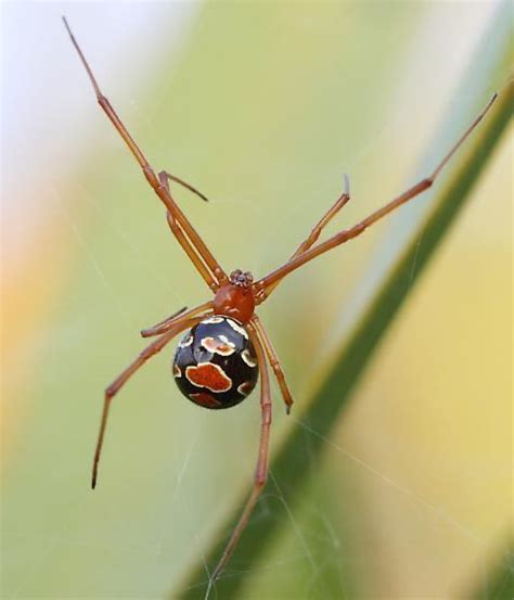 Latrodectus bishopi - Alchetron, The Free Social Encyclopedia