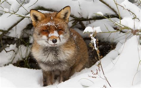 animals, Fox, Snow Wallpapers HD / Desktop and Mobile Backgrounds