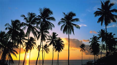 California Palm Trees Wallpaper - WallpaperSafari